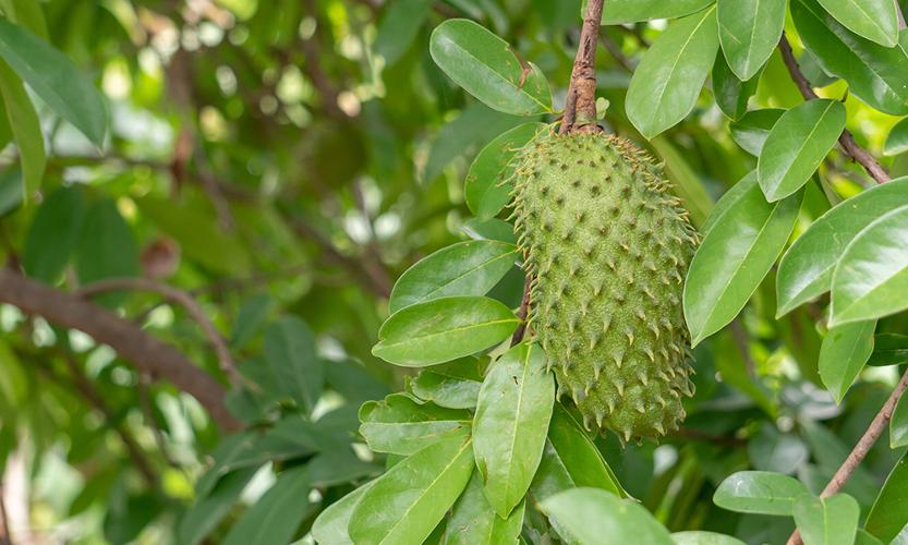What are the benefits of Soursop Leaves? A look at the potential benefits of soursop leaves, and the variety of products we have derived from them.